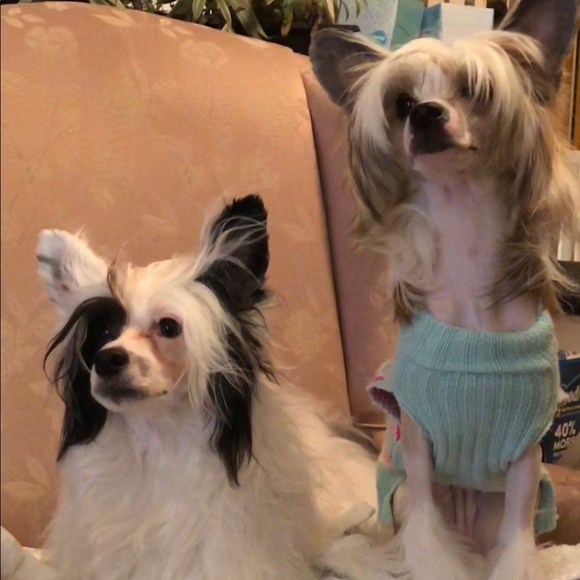 Meet your Posher, Robin - Picture 5 of 5